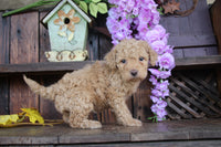 Cavapoo