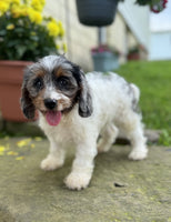 Cavapoo