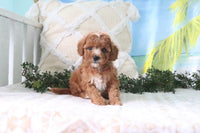 Cavapoo