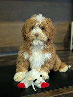 Cavapoo