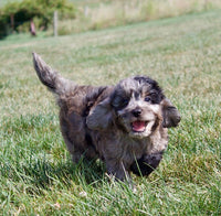 Cavapoo