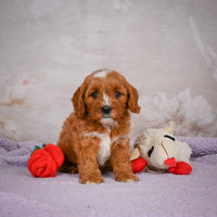 Cavapoo