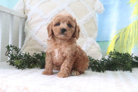  Cavapoo 