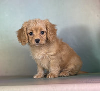  Cavapoo 