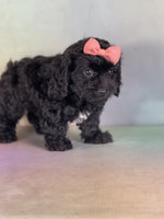  Cavapoo 