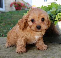 Cavapoo