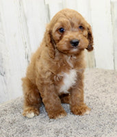  Cavapoo