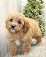  Cavapoo