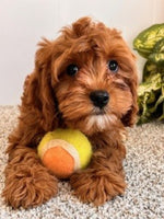 Cavapoo