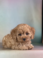  Cavapoo 