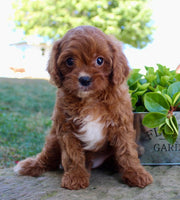 Cavapoo