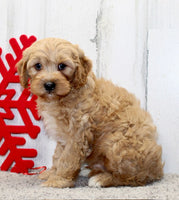  Cavapoo