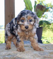 Cavapoo