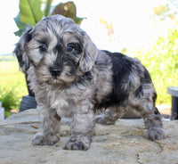 Cavapoo