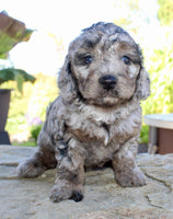 Cavapoo
