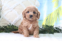  Cavapoo 