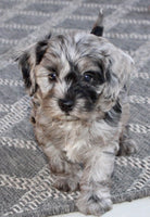 Cavapoo
