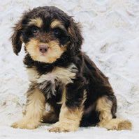 Cavapoo