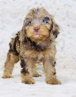 Cavapoo