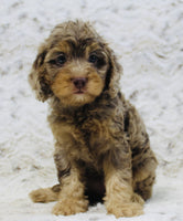Cavapoo