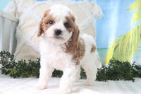 Cavapoo