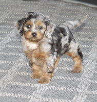 Cavapoo