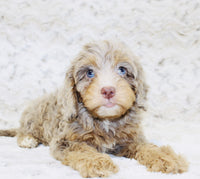  Cavapoo