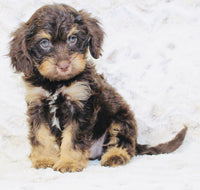 Cavapoo