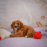 Cavapoo