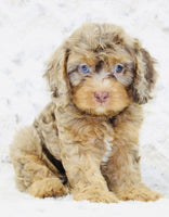 Cavapoo