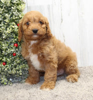  Cavapoo