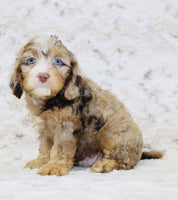 Cavapoo
