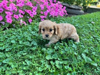 Cavapoo