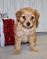 Cavapoo
