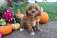 Cavapoo