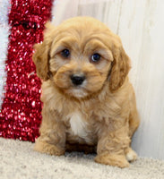 Cavapoo