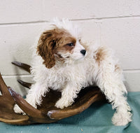 Cavapoo