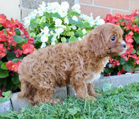 Cavapoo