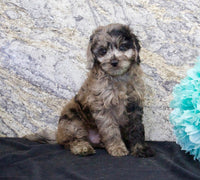 Cavapoo