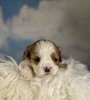 Cavapoo