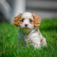 Cavapoo