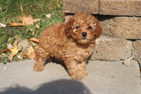 Cavapoo