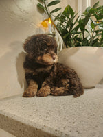  Cavapoo