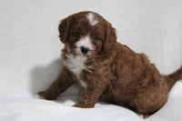 Cavapoo