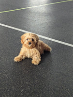 Cavapoo