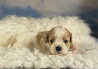 Cavapoo