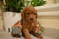 Cavapoo