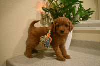 Cavapoo