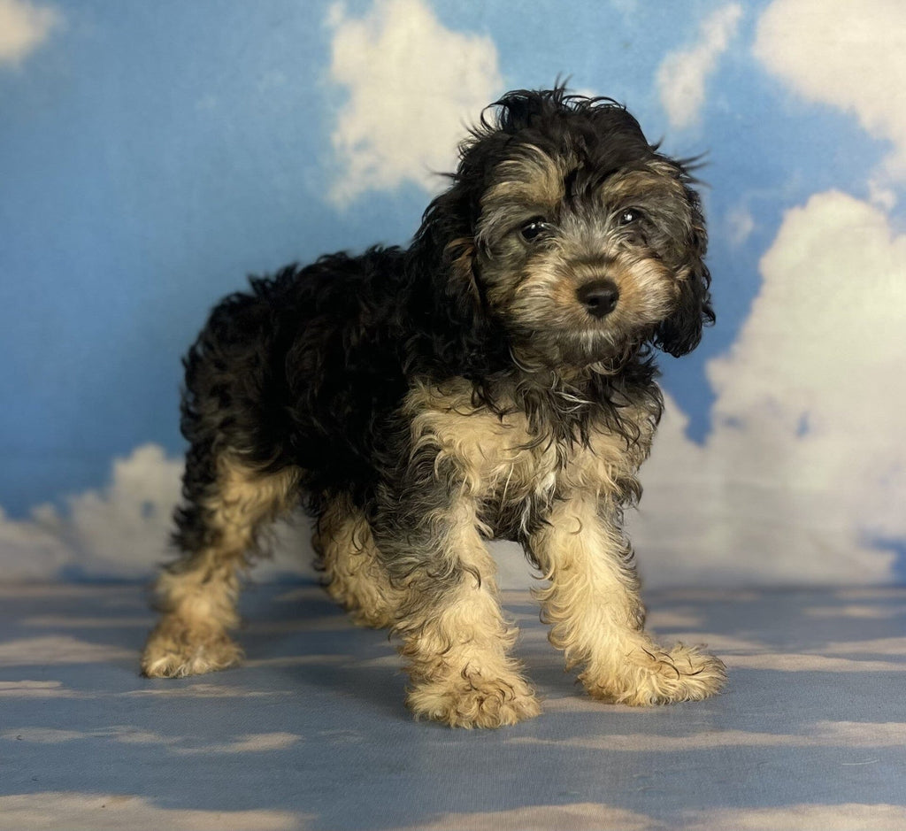 Cockerpanial Cavapoo Cavapoo Puppies for Sale | spoiled pets rus