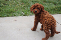 Cavapoo